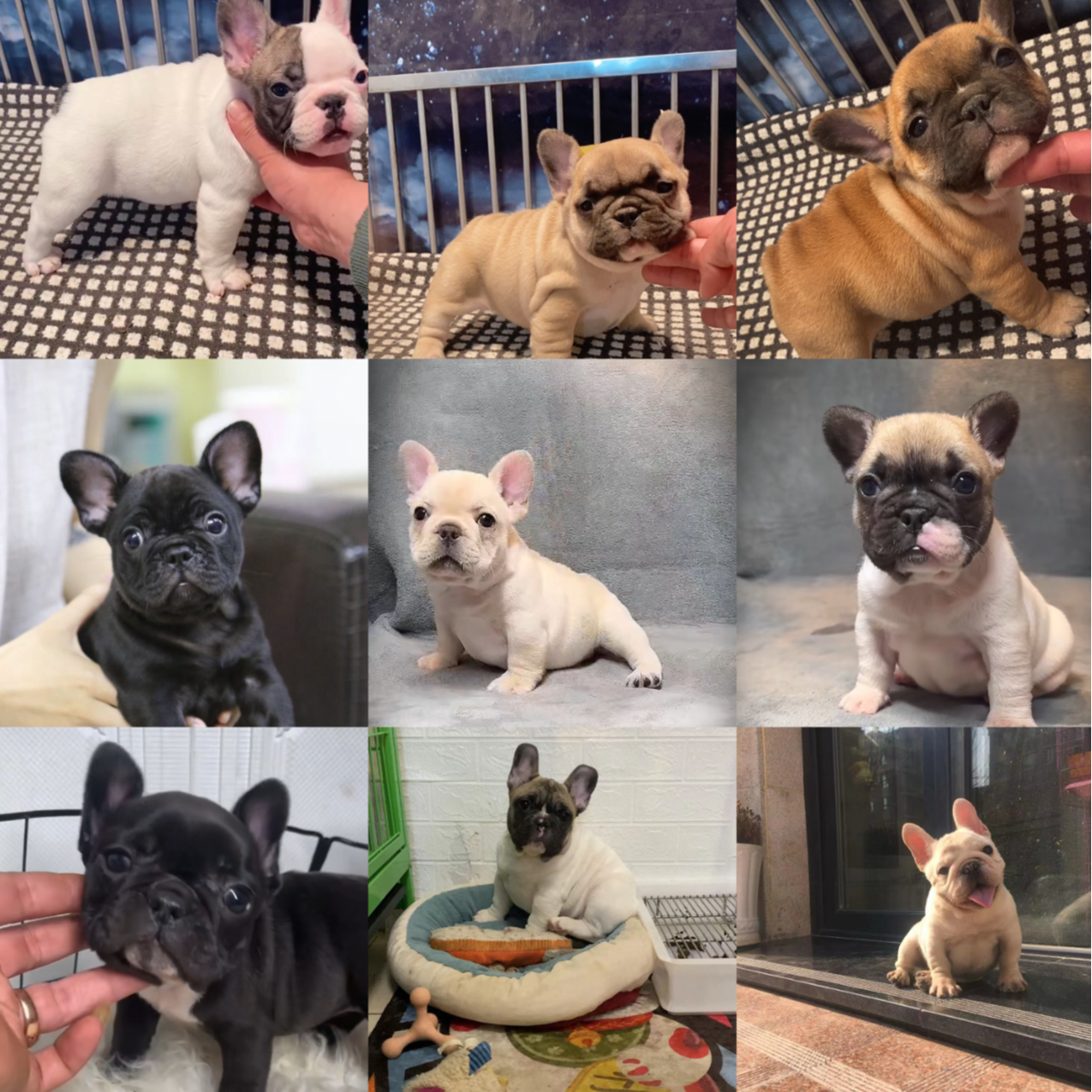 （拂晓法斗家）T狗狗活体