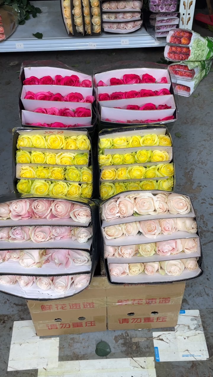 粉红20枝+浪漫沙滩20枝+佛洛依德20枝