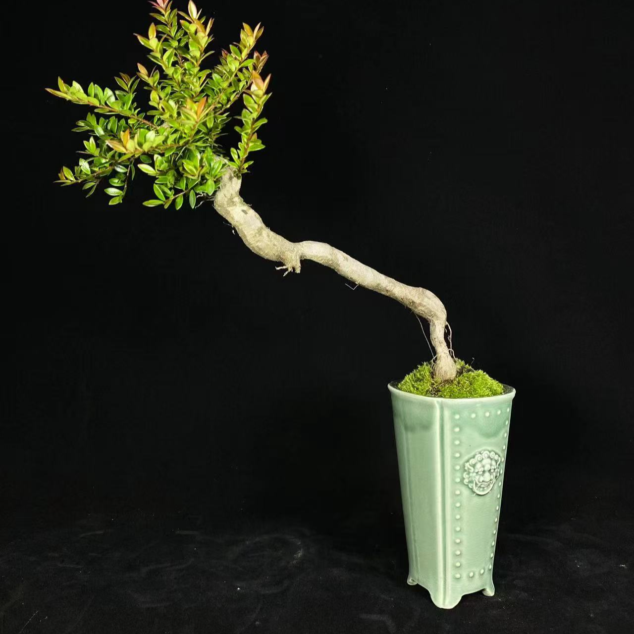 五翅莓吊金钟开花结果 