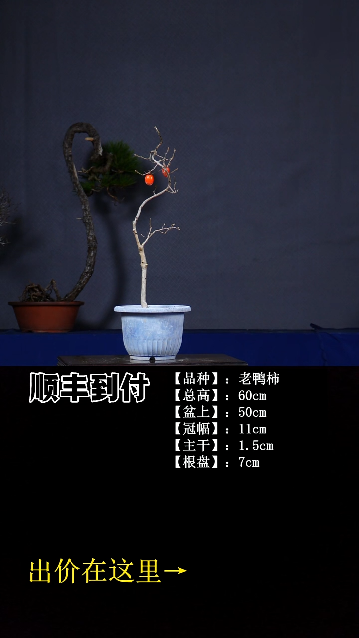 无花朵老鸭柿 不包邮