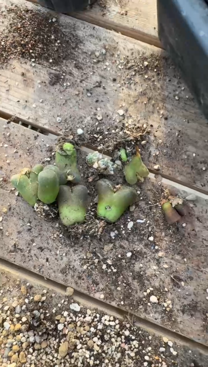 【闪购商品】6-55.