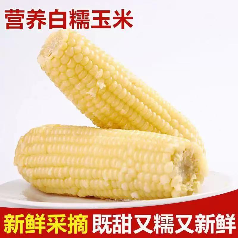 正宗东北糯玉米白软糯香甜真空袋装粘玉米加热即食