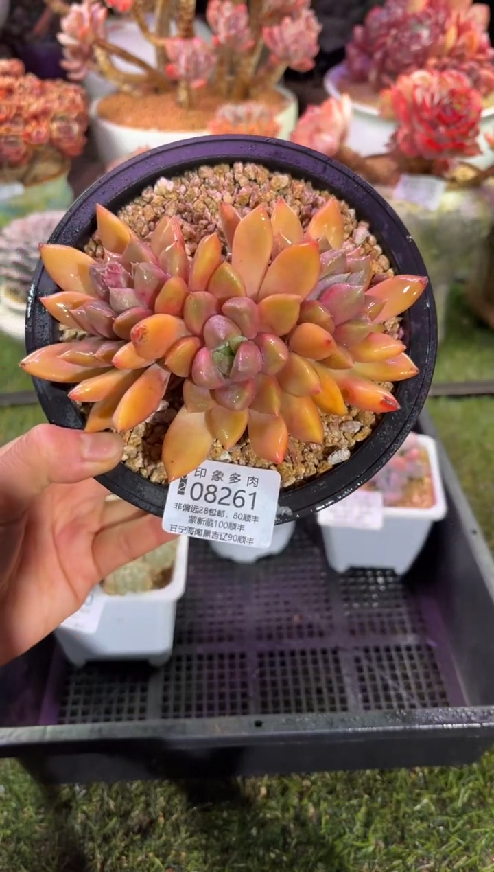 【闪购商品】08261