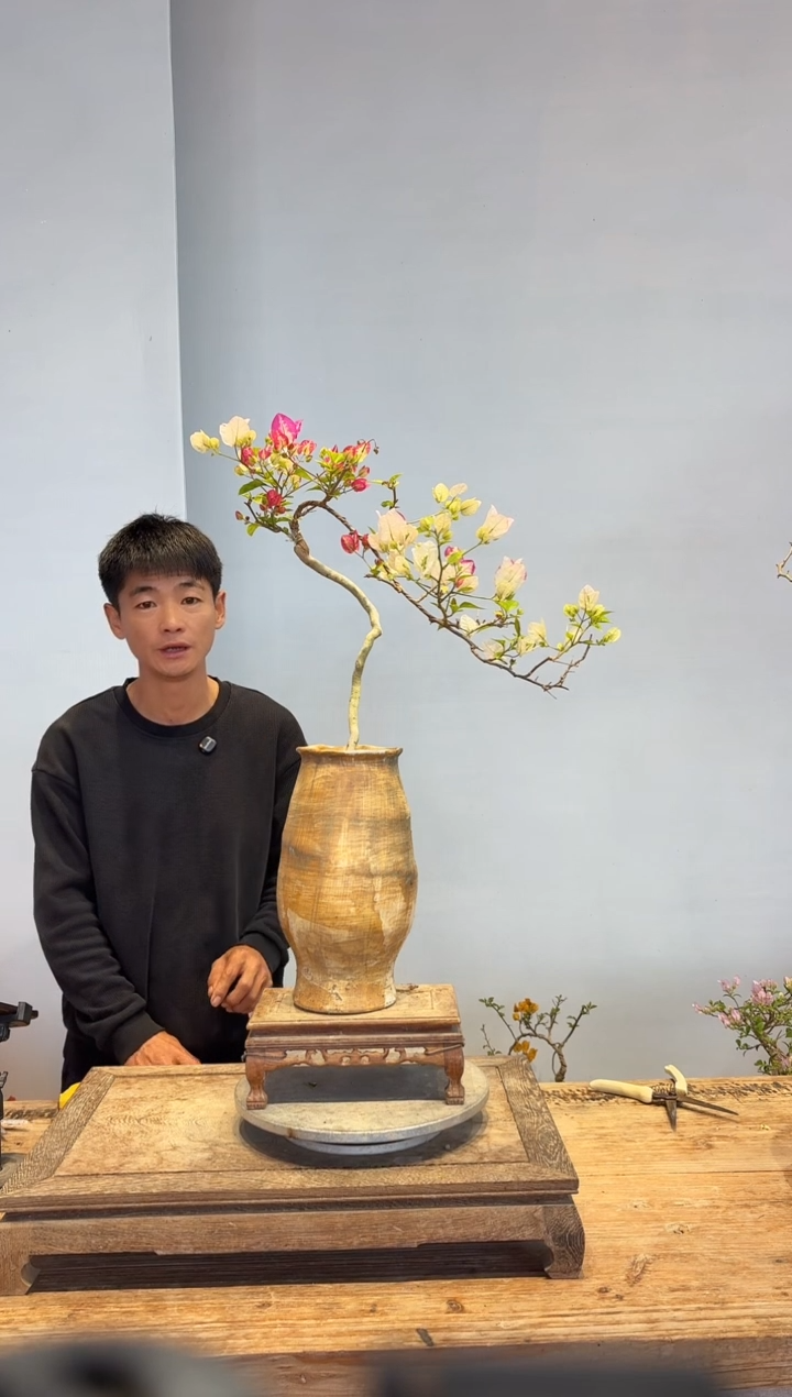 以实际为准三角梅25