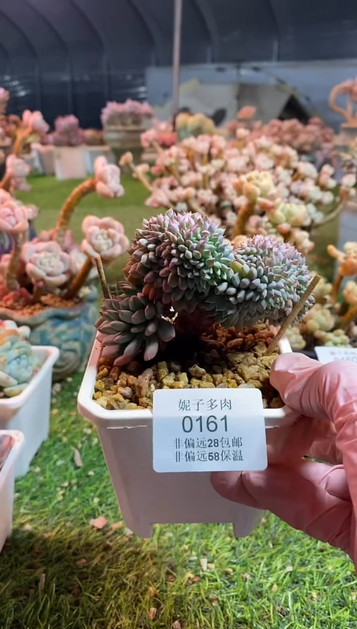 【闪购商品】0161a