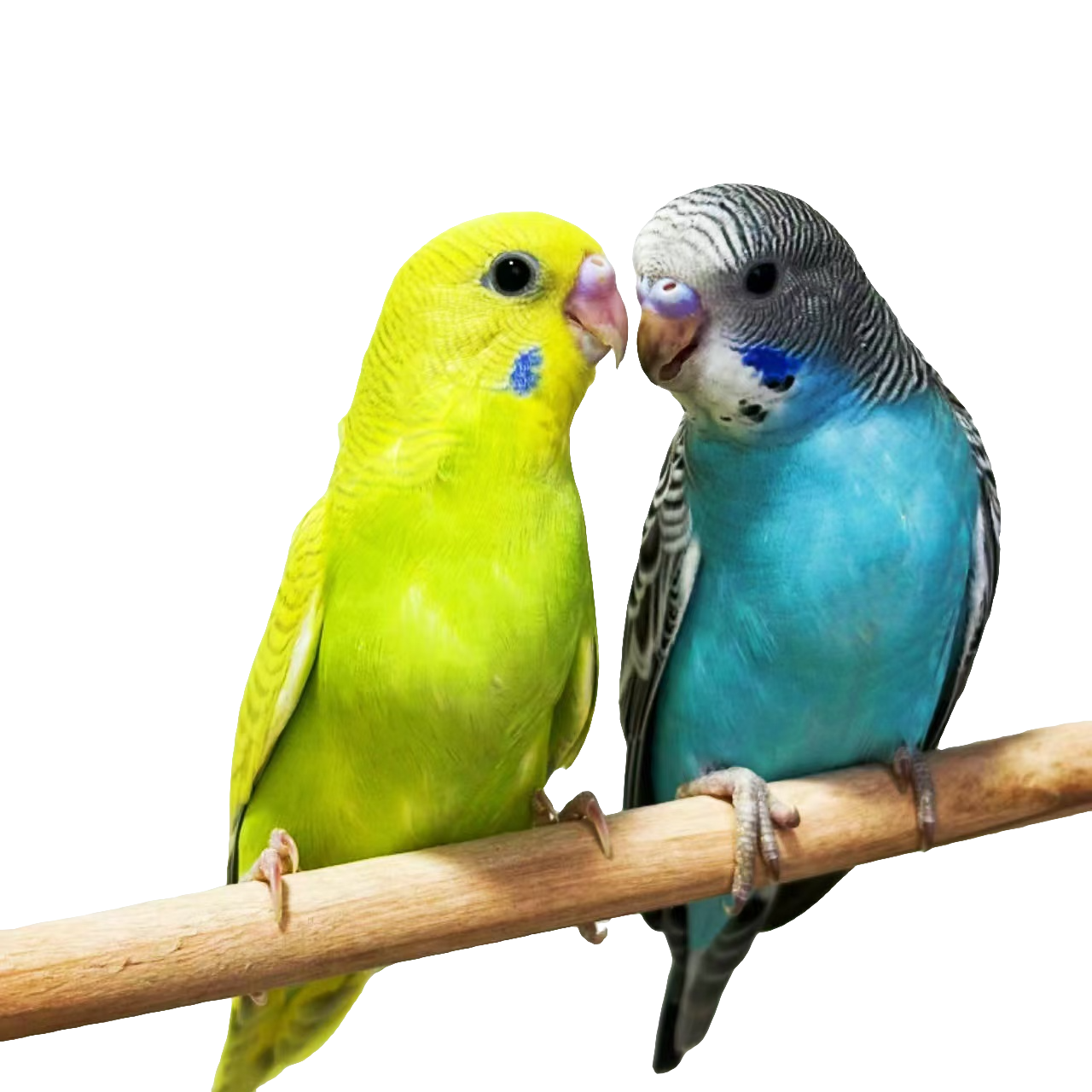 到手2只包邮到手2只包邮