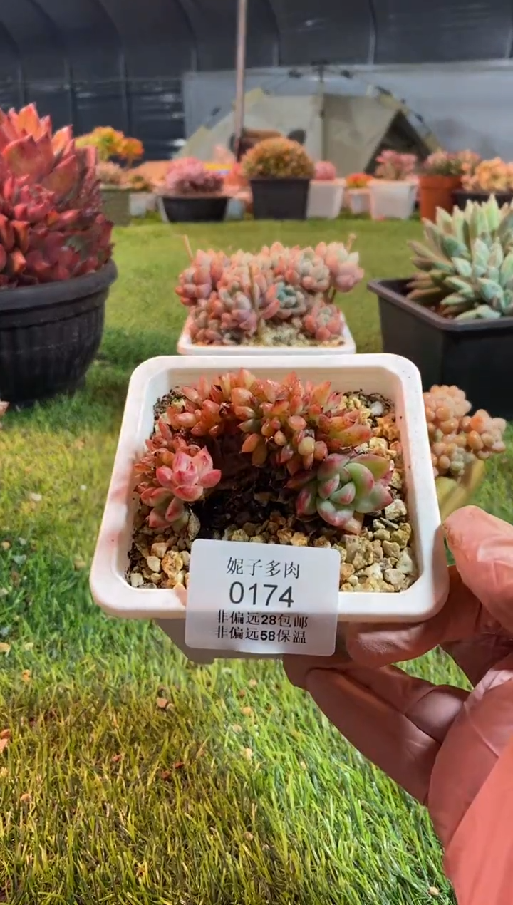 【闪购商品】0174a