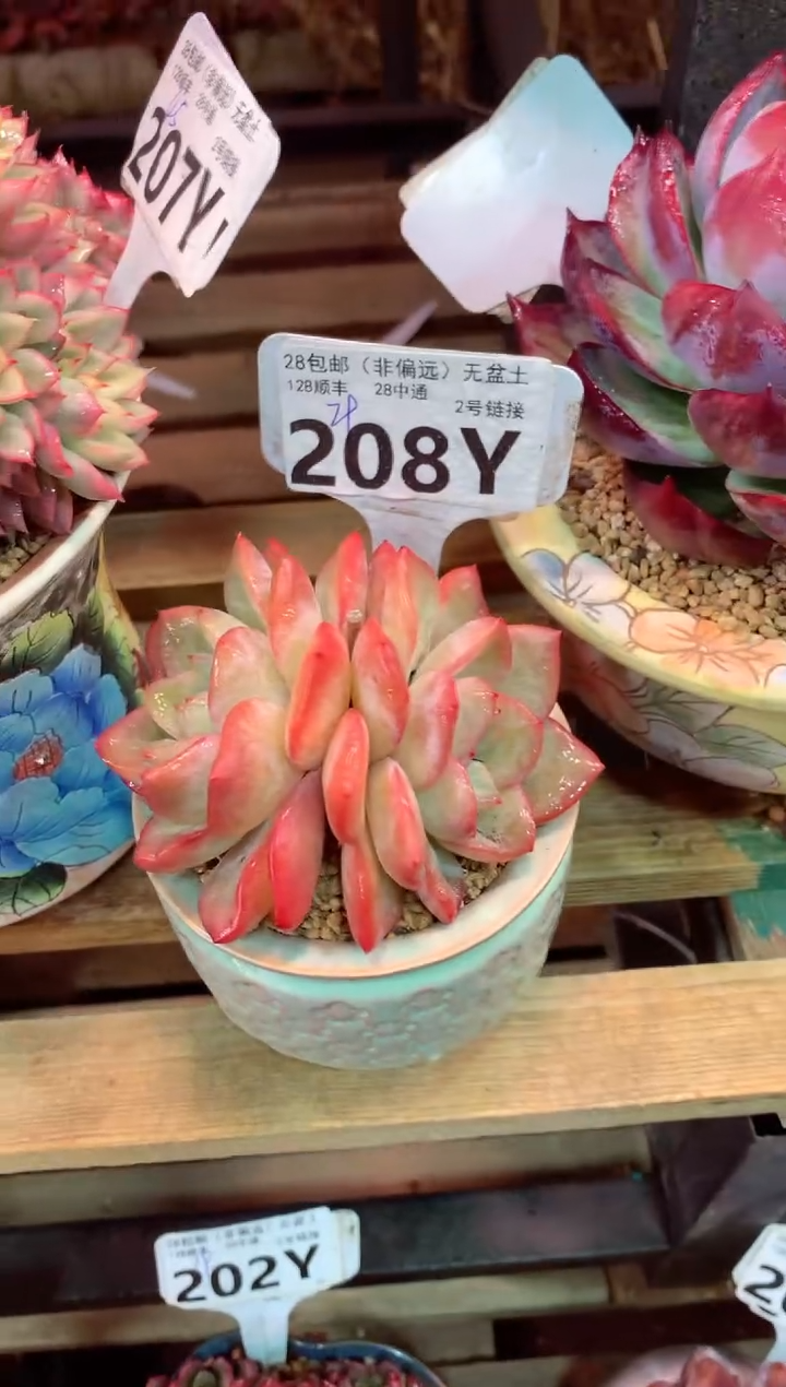 208Y（一物一拍，精品多肉，w所见即所得 ）