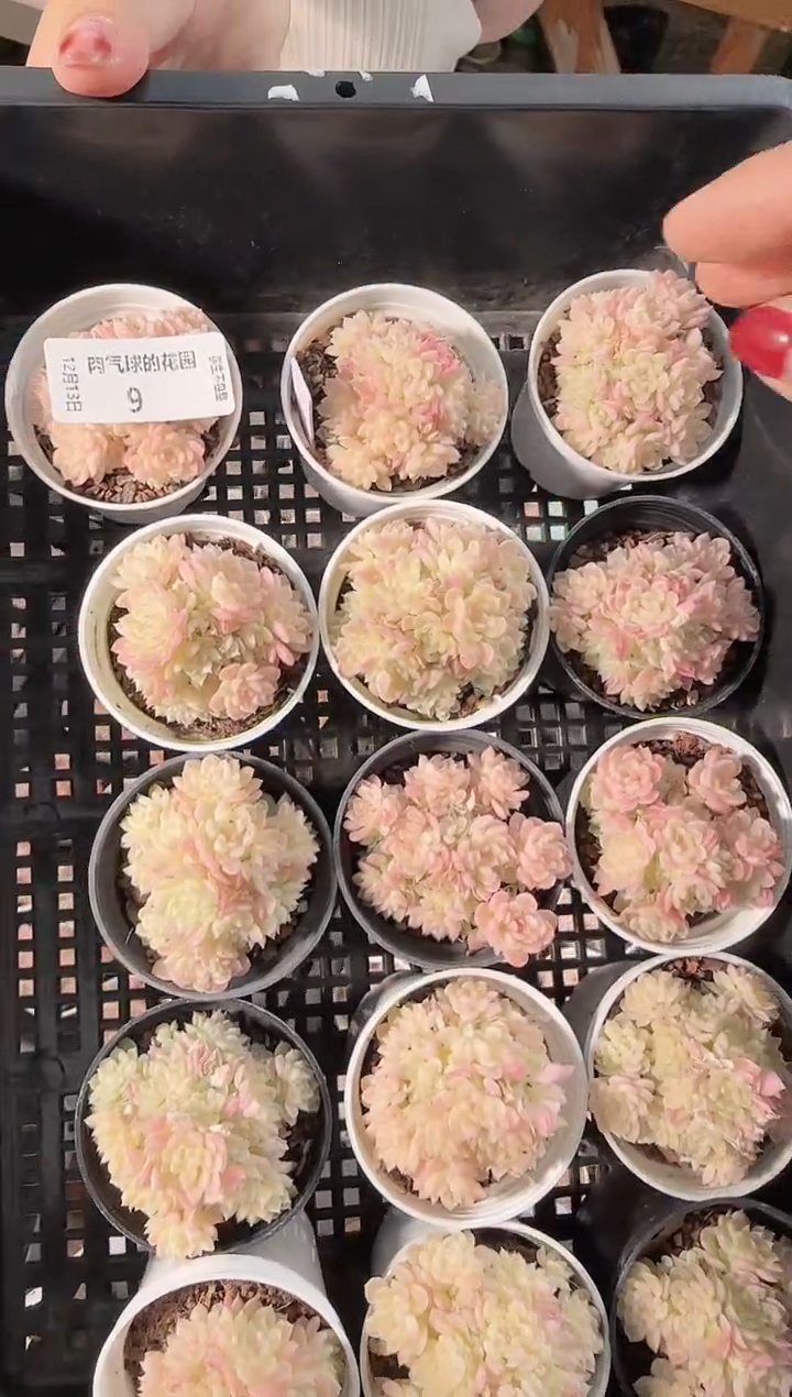 1213-09绝绝23-1多肉量拍任意发一颗群生不包整