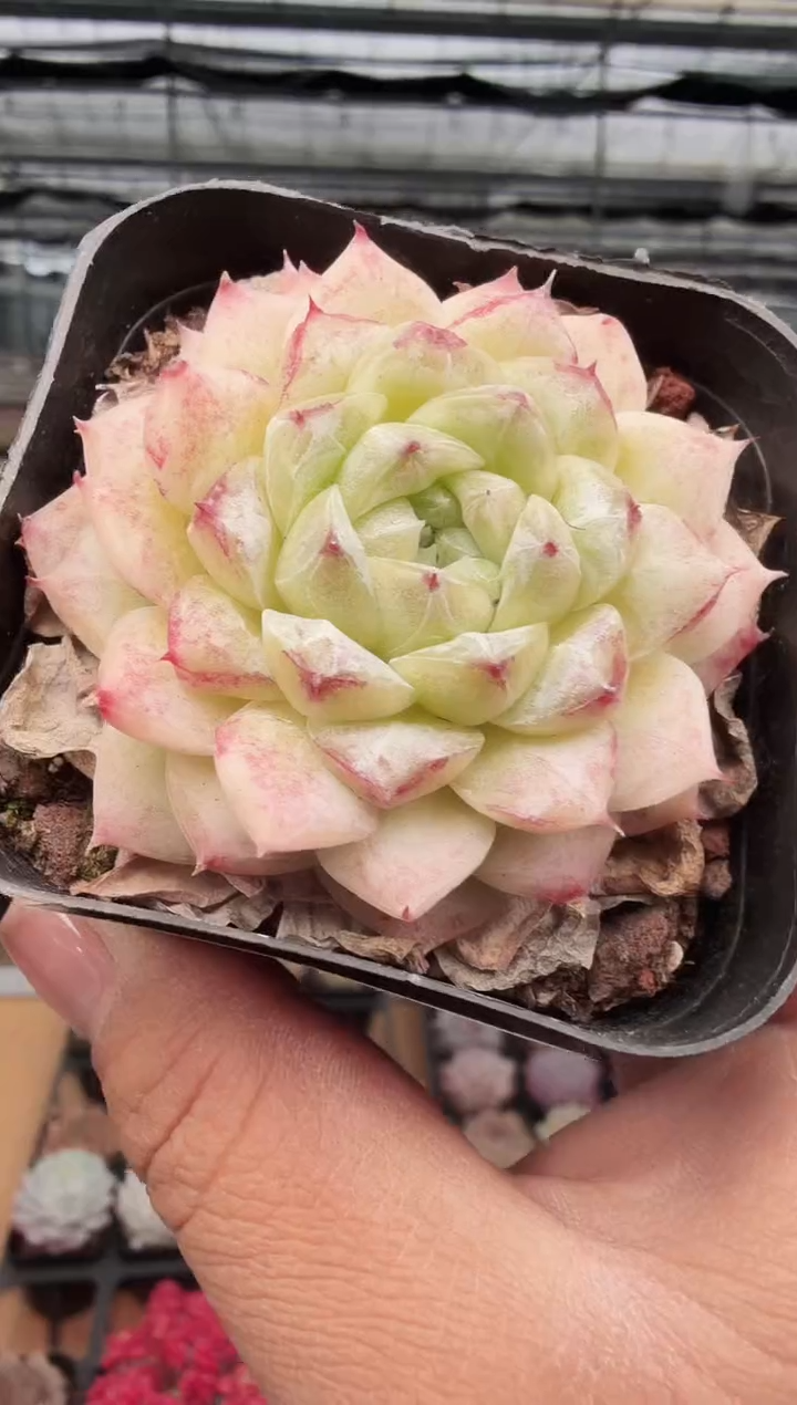 东云多肉园新款-409