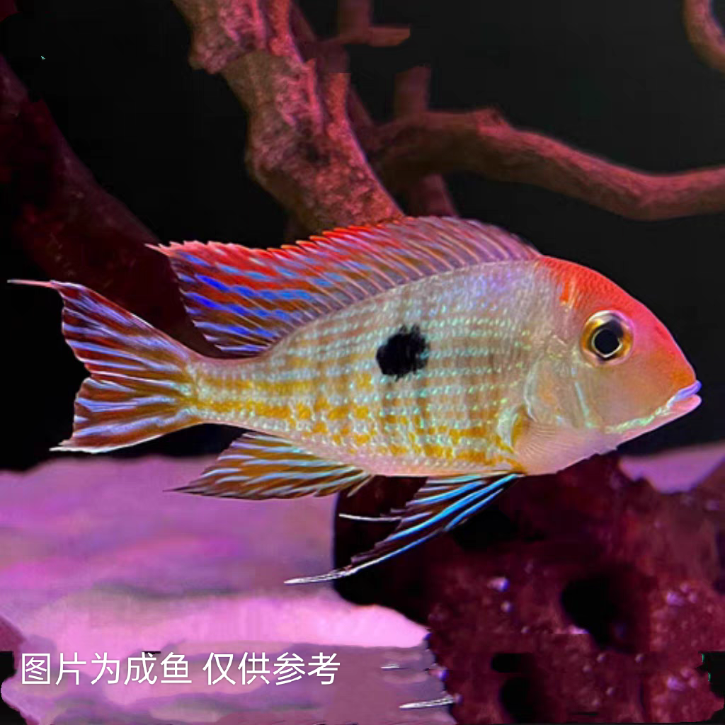 热带观赏鱼 食土鲷科鱼 红头力关刀 清缸好养易活工具鱼
