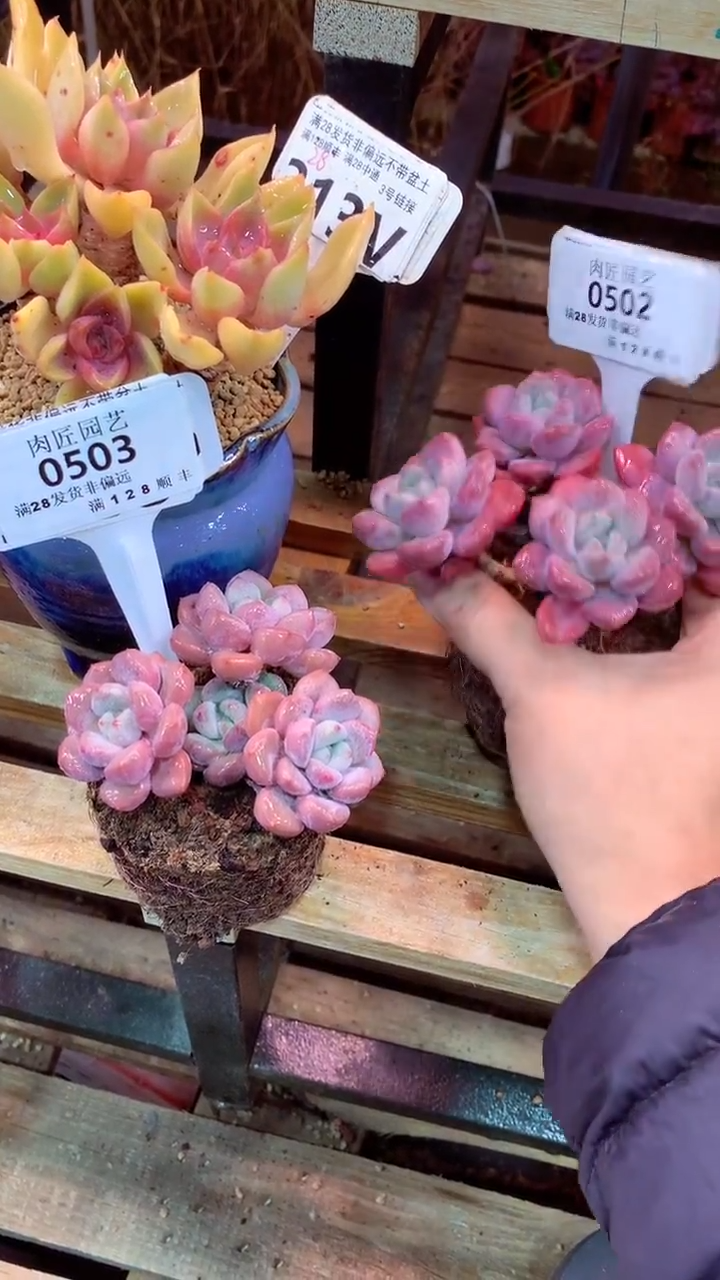 成*0503 模特区 白露 