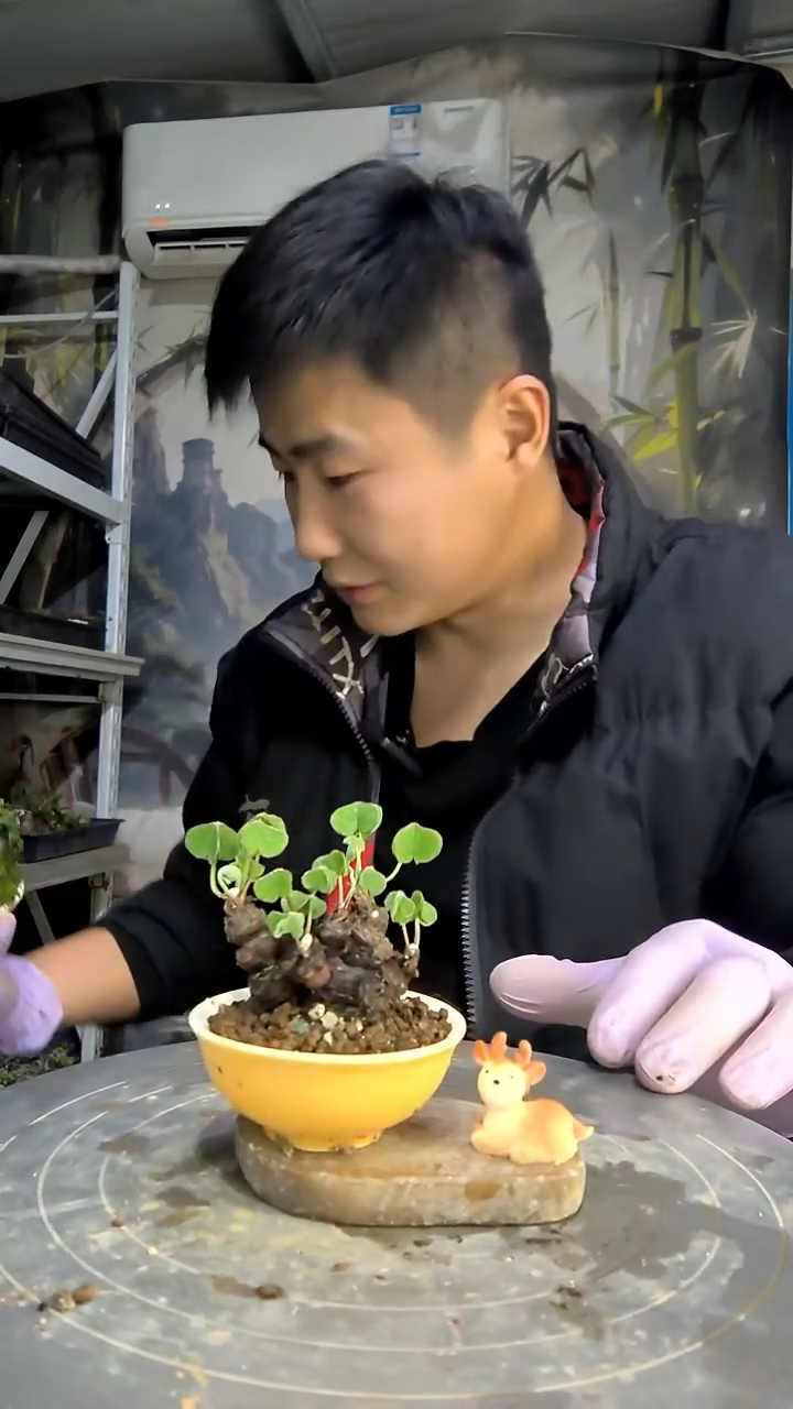 若****店中青园艺一物一拍花139