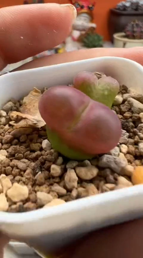 217超级无敌美丽到爆炸的美肉。。。。。。