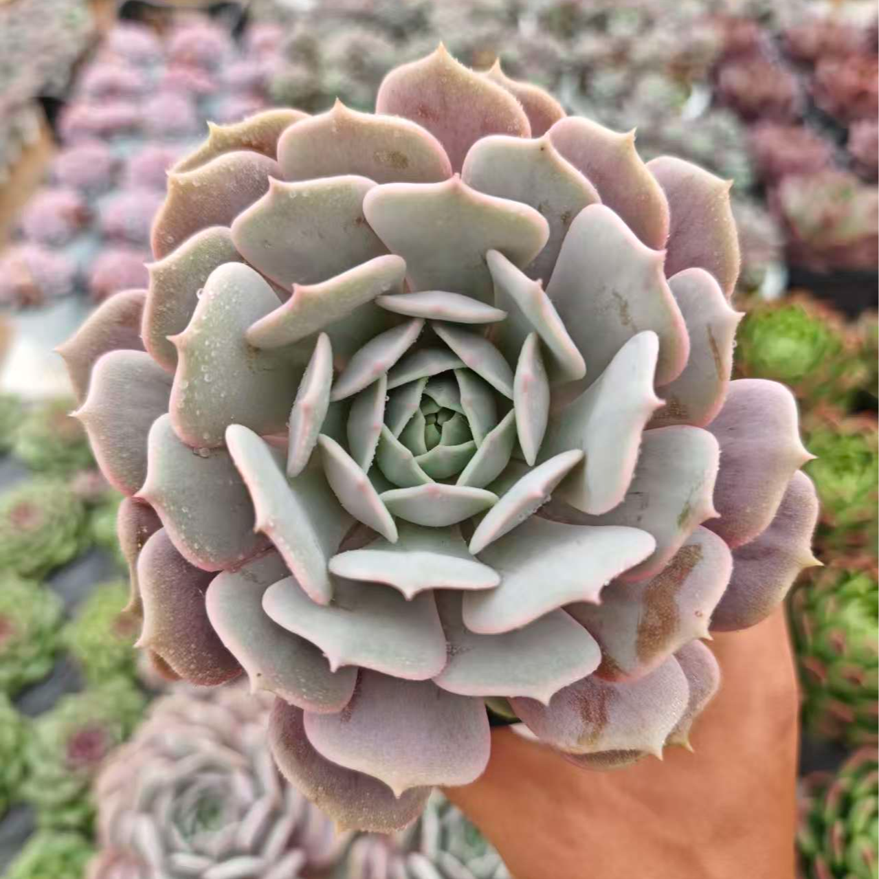 精品粉蝶 拾忆多肉 好养阳台多肉植物