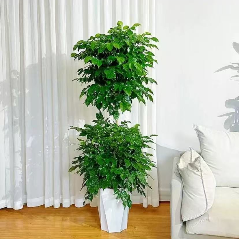[京东送货上门]双层幸福树含盆高度1.3-1.4米净化空气吸甲醛