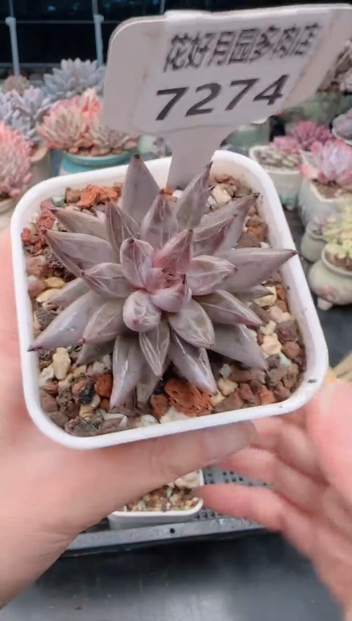 【闪购商品】7274.