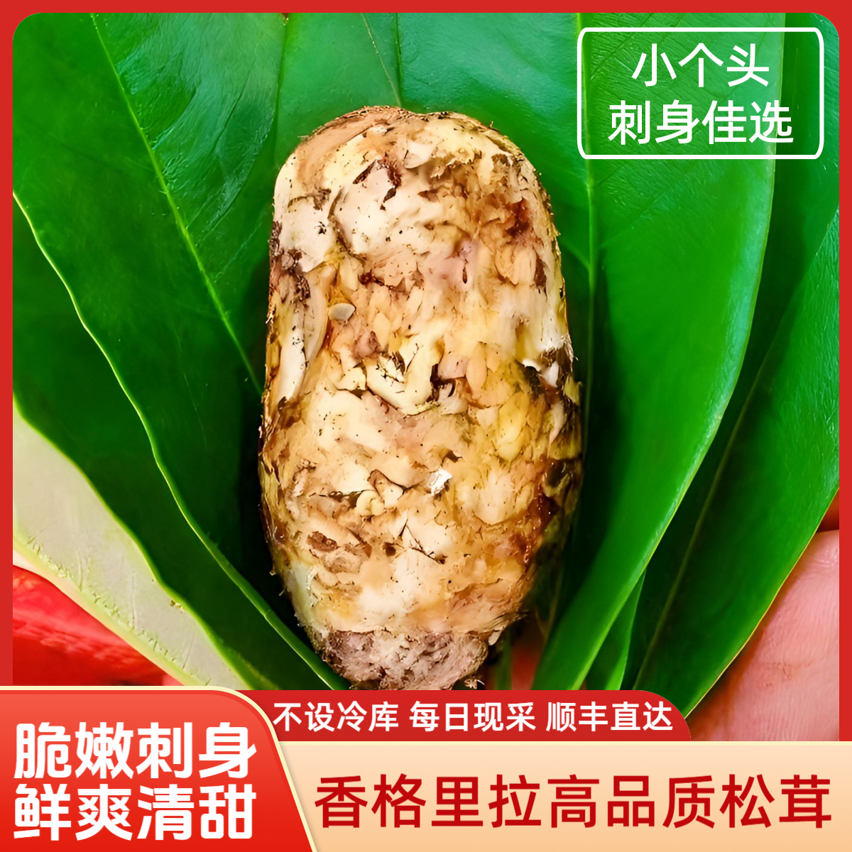 小个头2025香格里拉新鲜松茸出口品质【虫眼开伞包赔】松茸新鲜