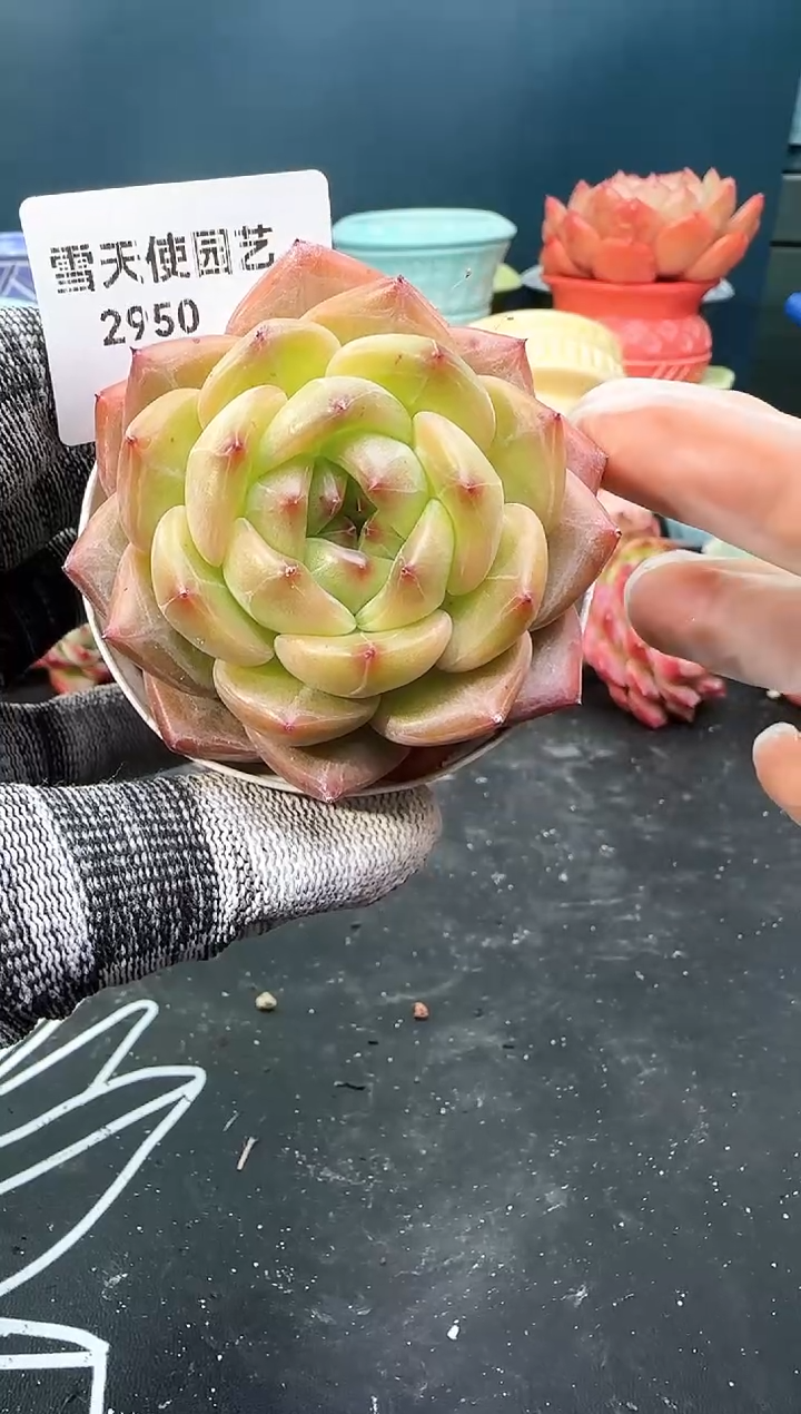 2  950 青山   （冠幅 6 cm）