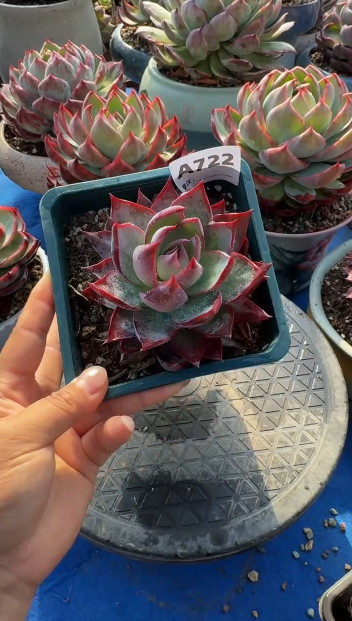 【闪购商品】A722惊鸿仙子（裸根发货）