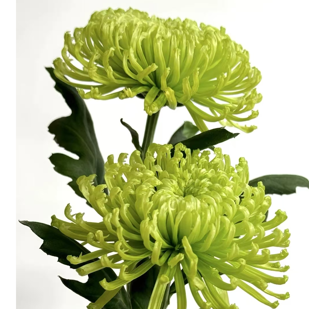 A级稀有罗斯安娜绿烟花菊10支（1扎）