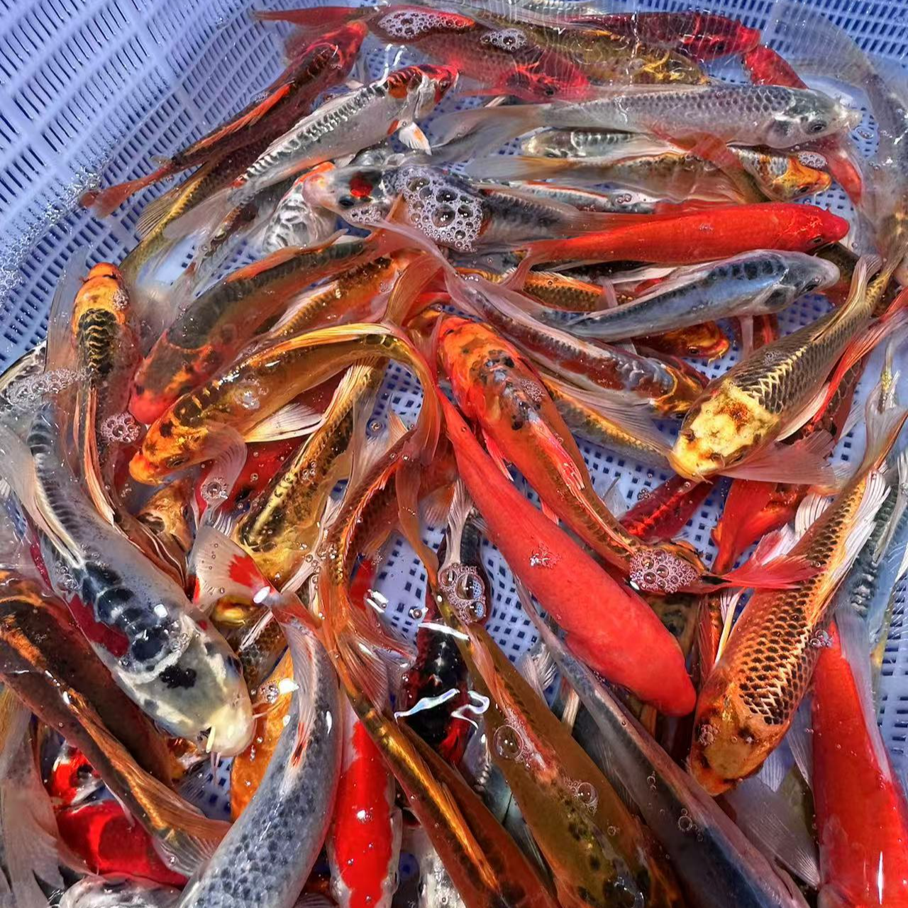 锦鲤鱼 9-11公分 22尾 皮实好养温顺活体 全国包邮包损