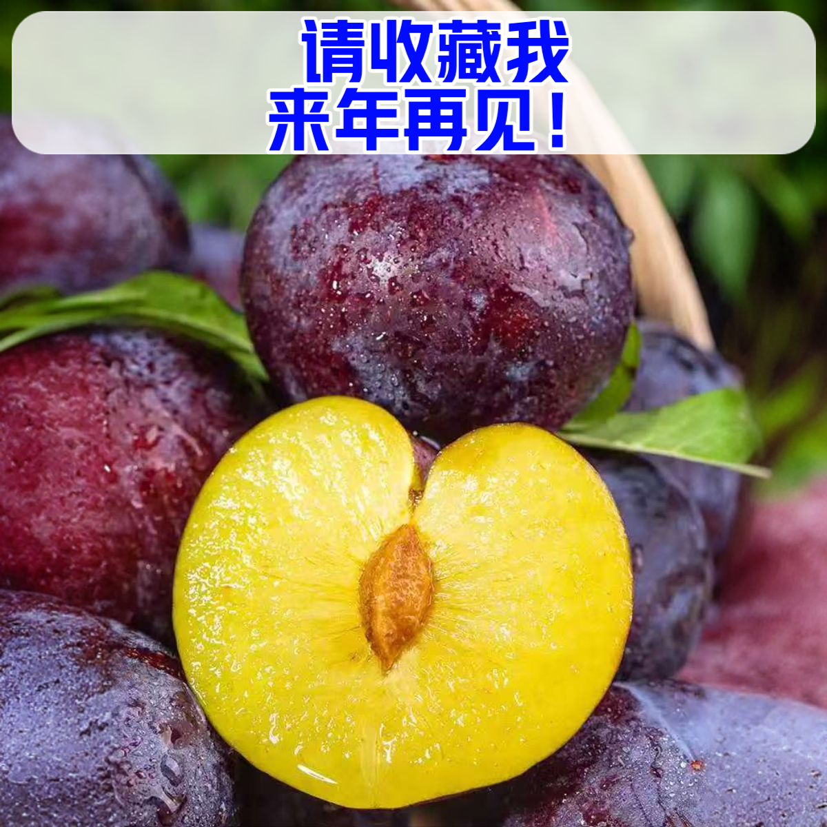 【顺丰包邮】正宗河南黑布林黄肉李子当季新鲜现摘水果大果酸甜多汁