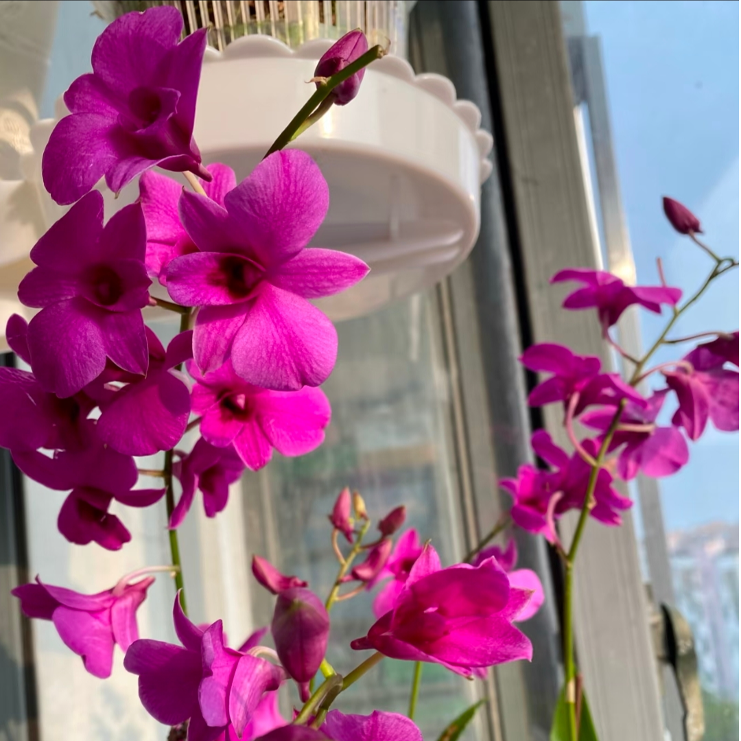 【朝阳红带盆】多苗带5-8花剑石斛兰桌面台面好养护花期长勤花复花