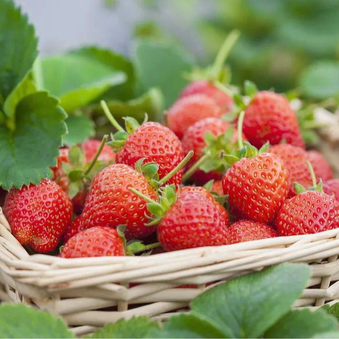 【江浙沪次日达】新鲜草莓500克尝鲜装香甜爽口草莓风味浓郁（18）安徽省