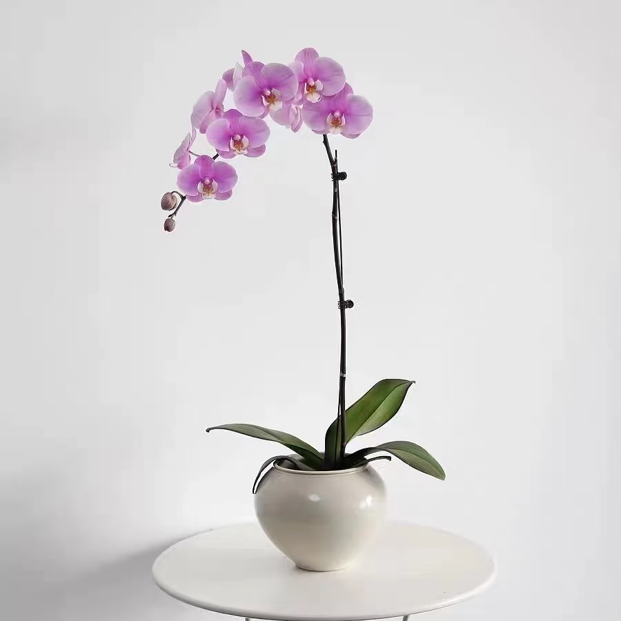 【安娜单花剑】3.5寸杯蝴蝶兰开花株