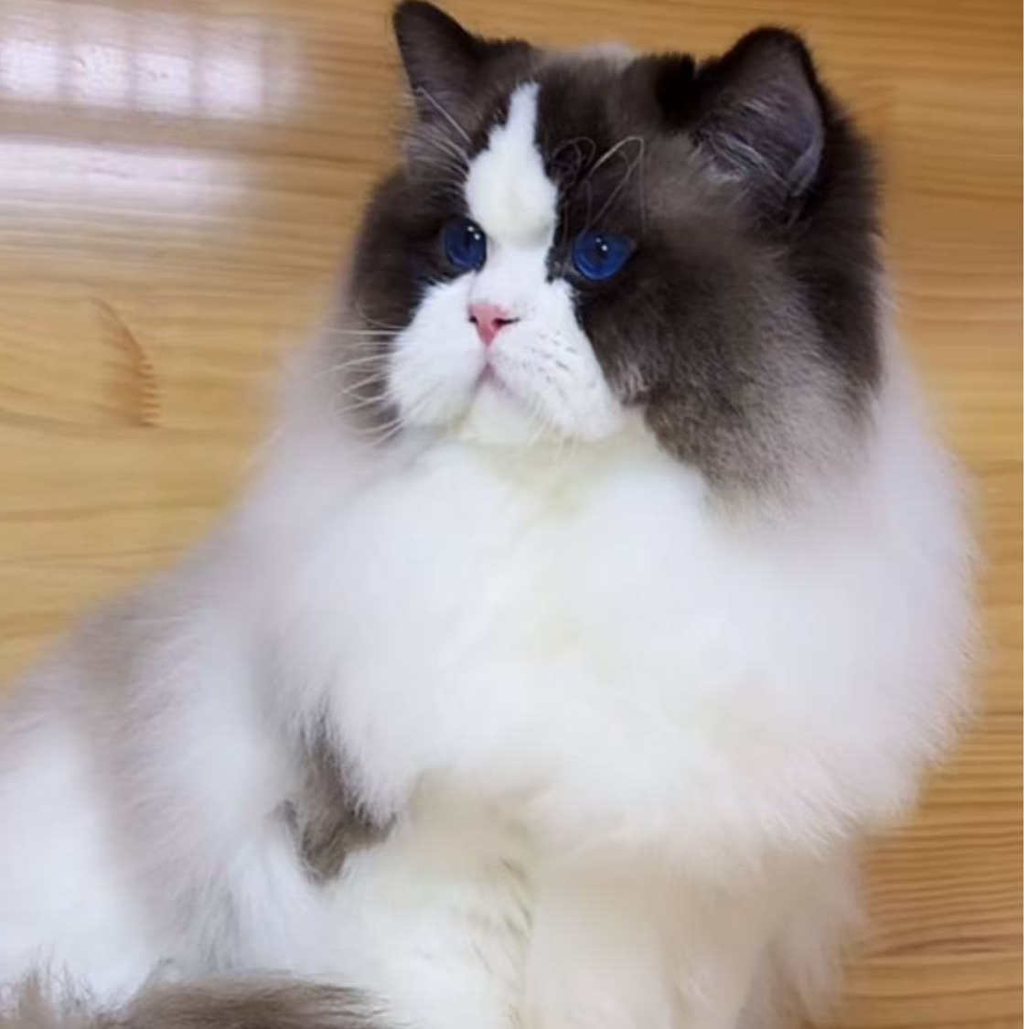 （小雪布偶猫舍）T猫咪活体