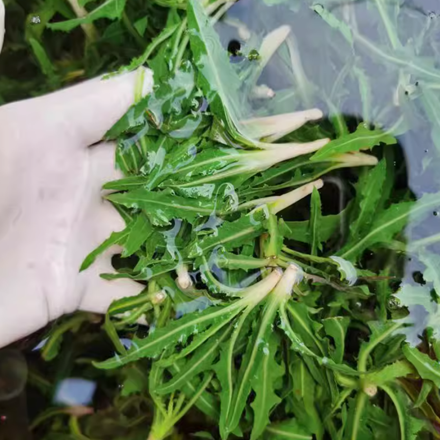 陕北野苦菜山野菜特产300g*6袋绿色新货过水真空
