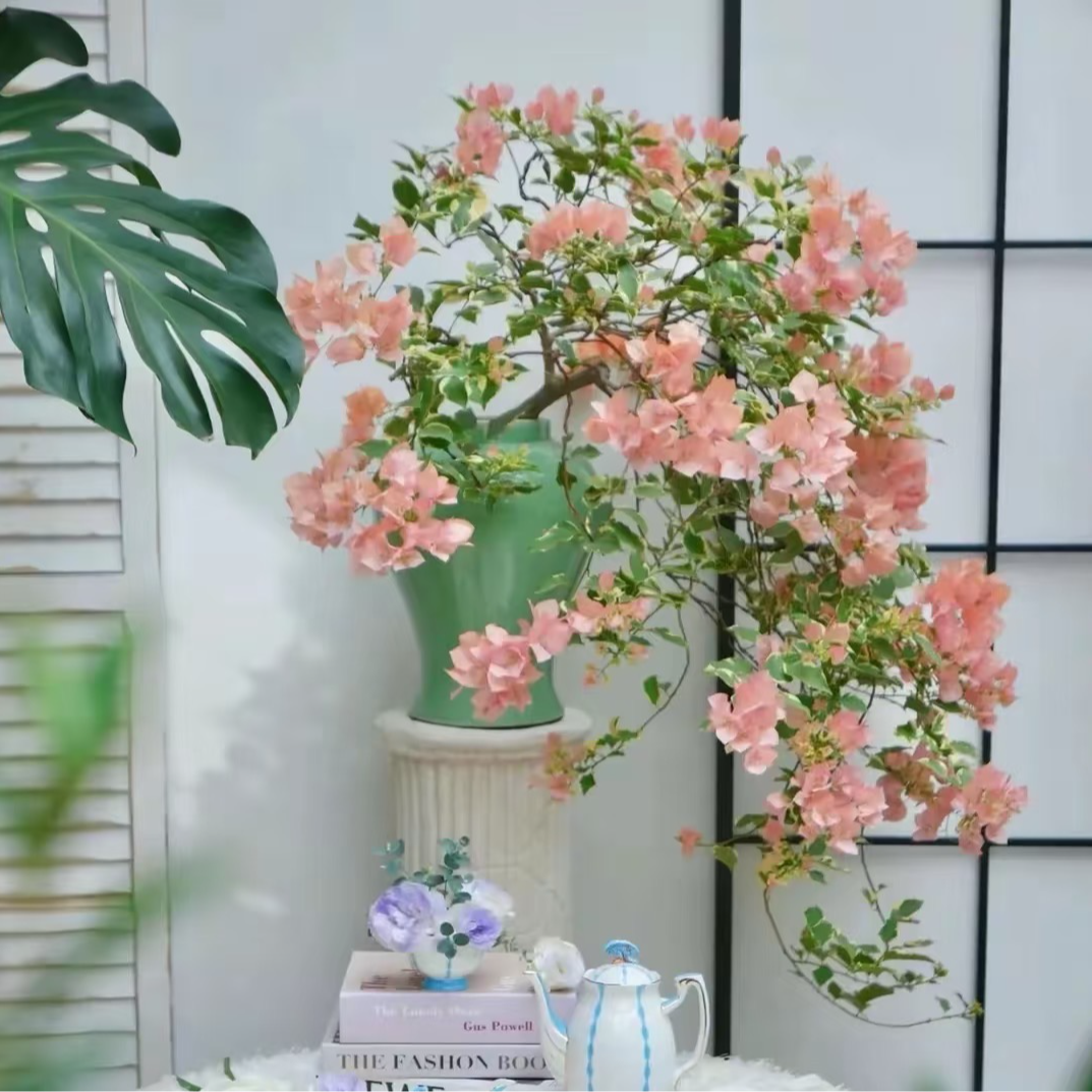 【金边粉马斯1加仑矮桩】（有不带花的介意勿拍包对版）耐活三角梅