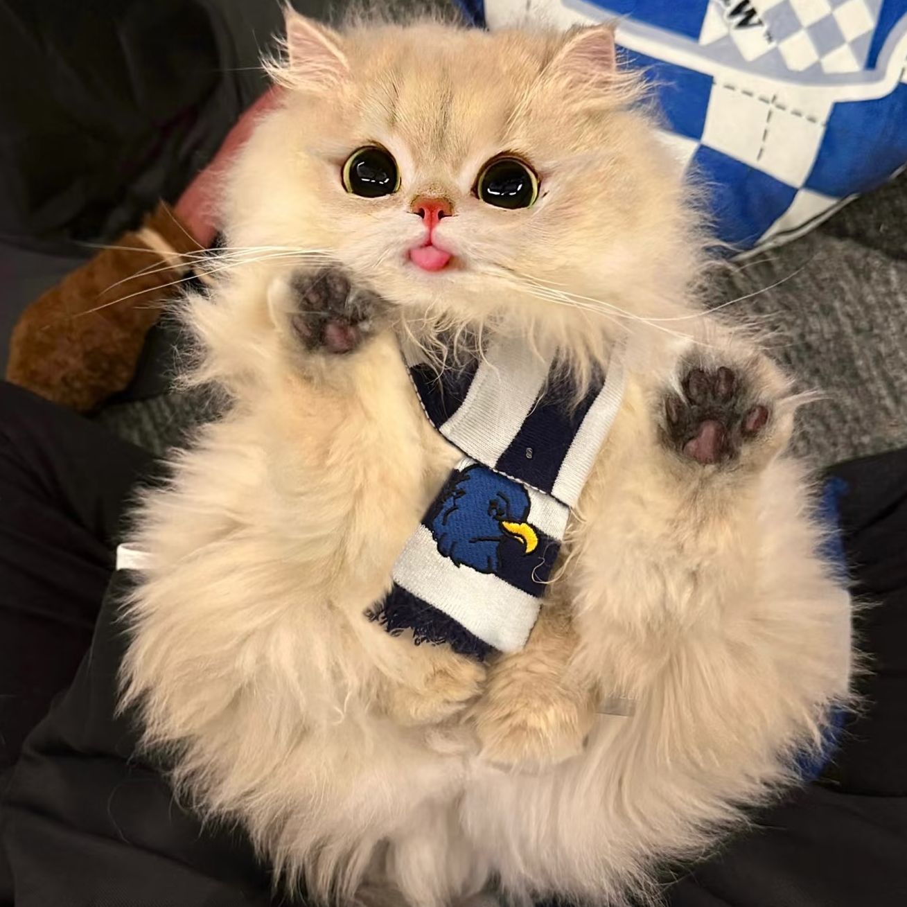 【噶纯猫舍航航专属】宠物活体猫咪链接   英短 渐层系列   布偶