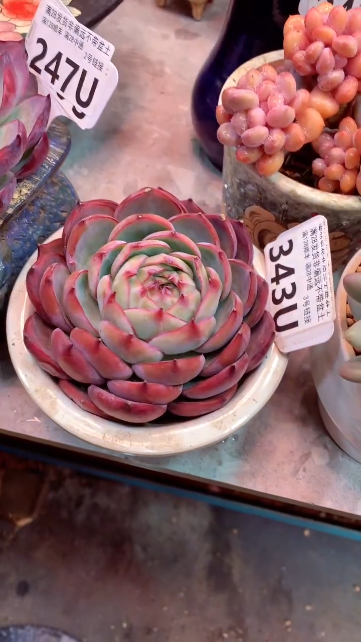 343 U（一物一拍，精品多肉，w所见即所得 ）