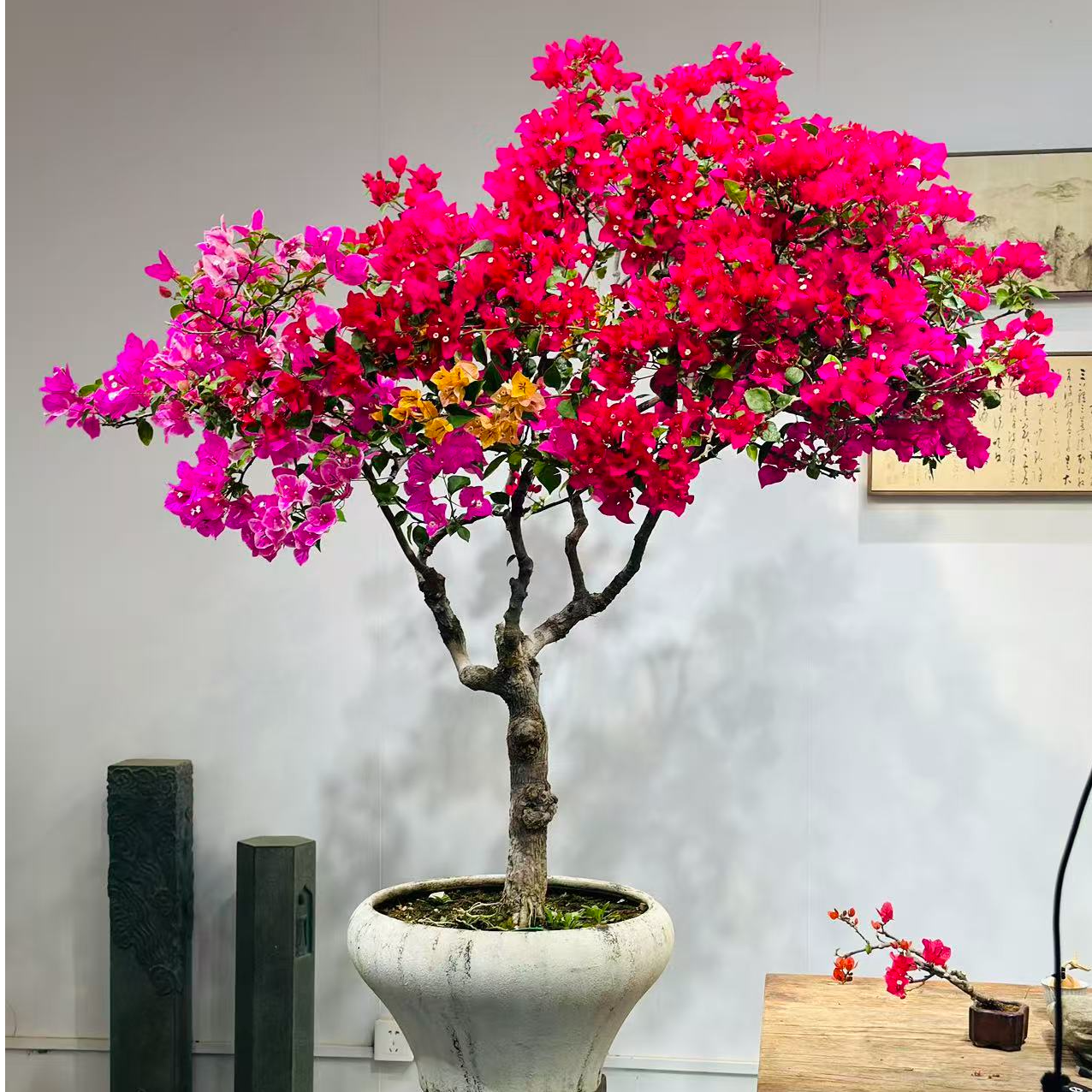 精品三角梅丝绒红造型盆景客厅阳台盆景庭院勤花高端老桩四季开花