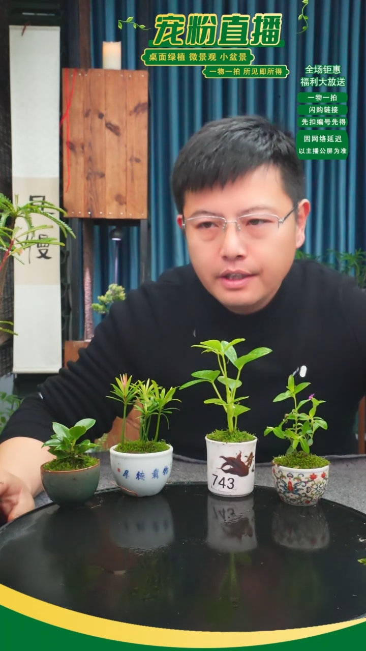 无花朵年*苔藓微景观743号