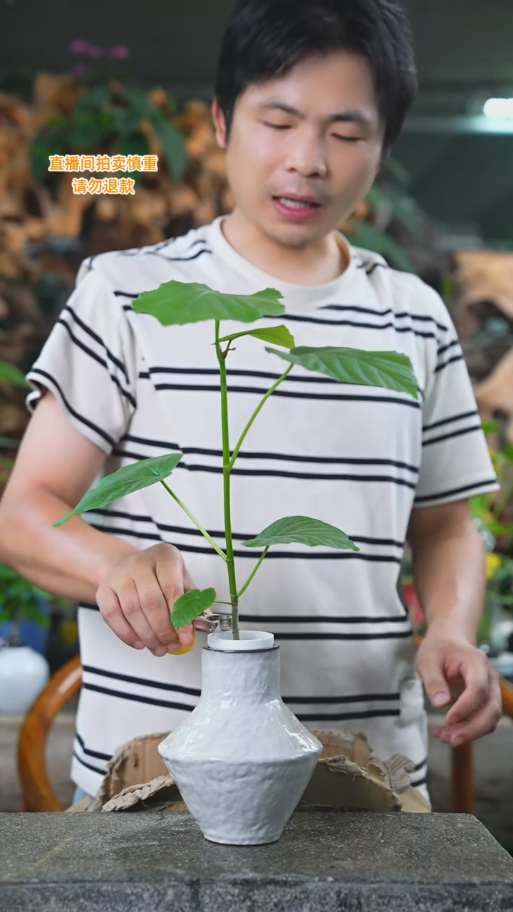 当前无花栽培后可以开花爱心榕503T