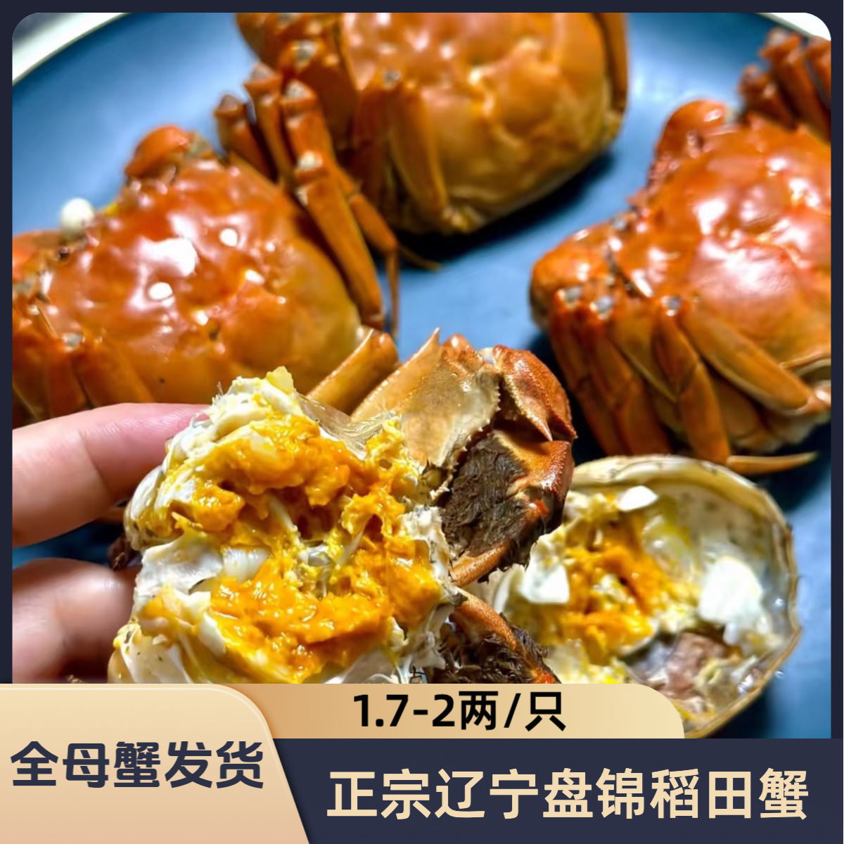 盘锦河蟹稻田蟹1.7-2两/只 2/3斤 （9-17）全母 