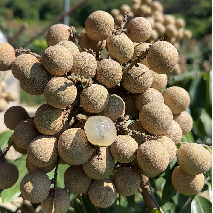 漳州云霄四季蜜龙眼桂圆3/5斤斤装肉质鲜甜新鲜采摘顺丰包邮爽脆