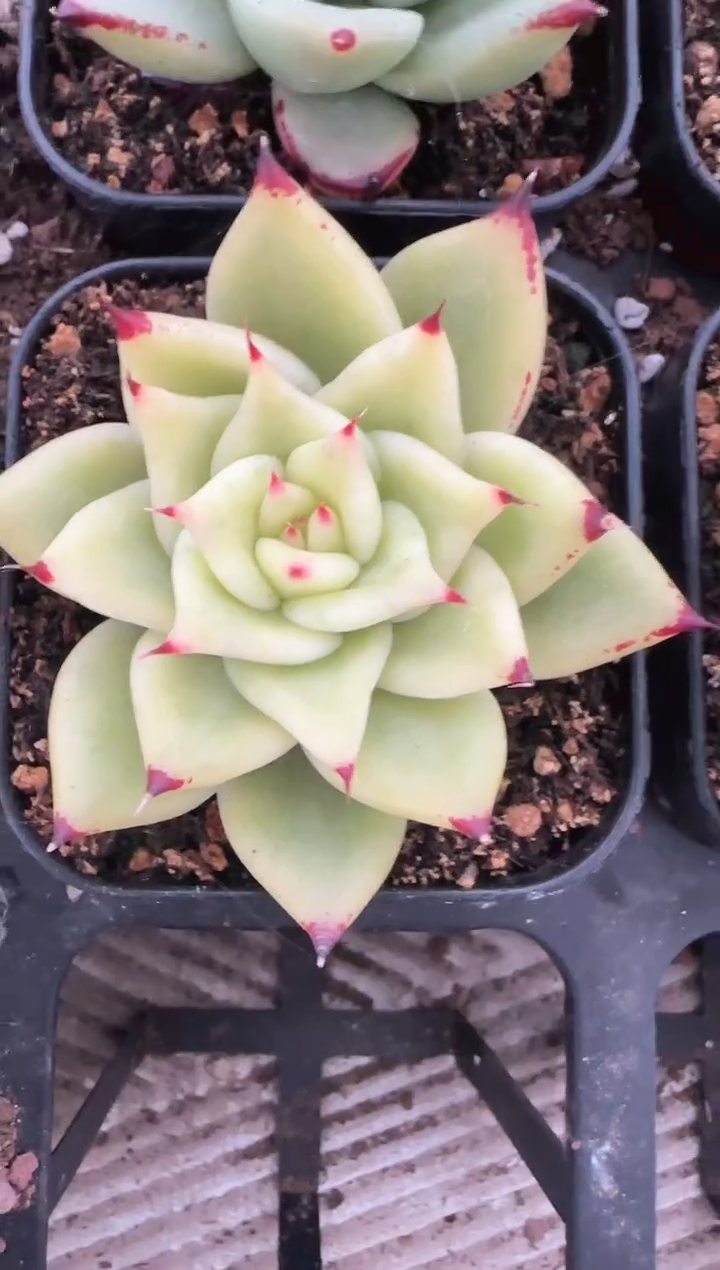 【闪购商品】0116-黑玫瑰杂锦16颗（莹莹专拍