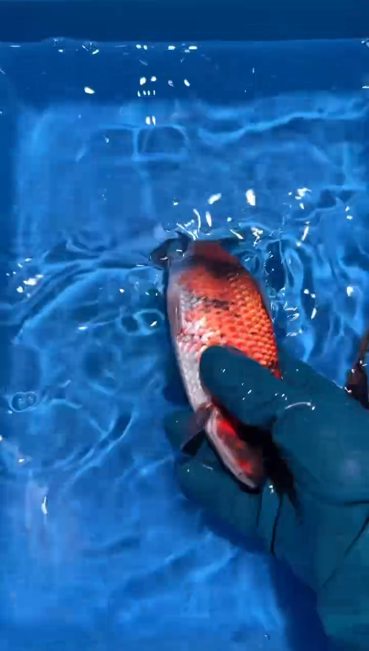 锦鲤点关注右下角竞拍链接出价