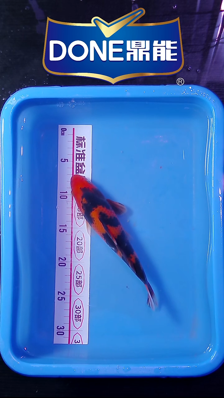 锦鲤鱼悦直播间菁选 对版发货  微瑕 掉鳞15号