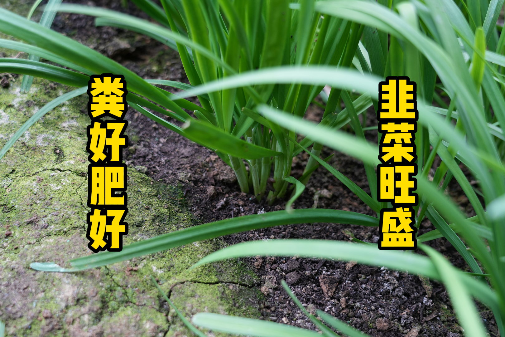 韭菜农家自种新鲜健康无科技狠活现割鲜嫩味足三鲜蔬菜
