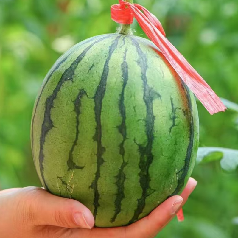 【红星天天甄选】新鲜现摘蜜童小西瓜清甜多汁【顺丰次日达】西瓜同城送山西省