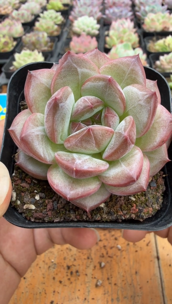 东云多肉园二店-186