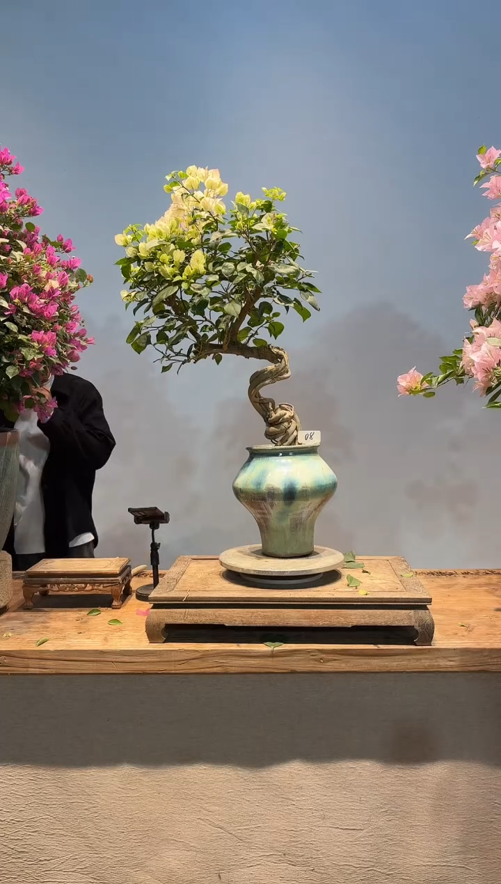 全部花朵明*三角梅8