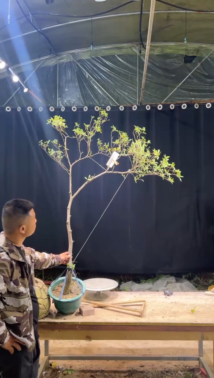 当前无花朵，栽培后可花朵绿**唱 海岛栀子花