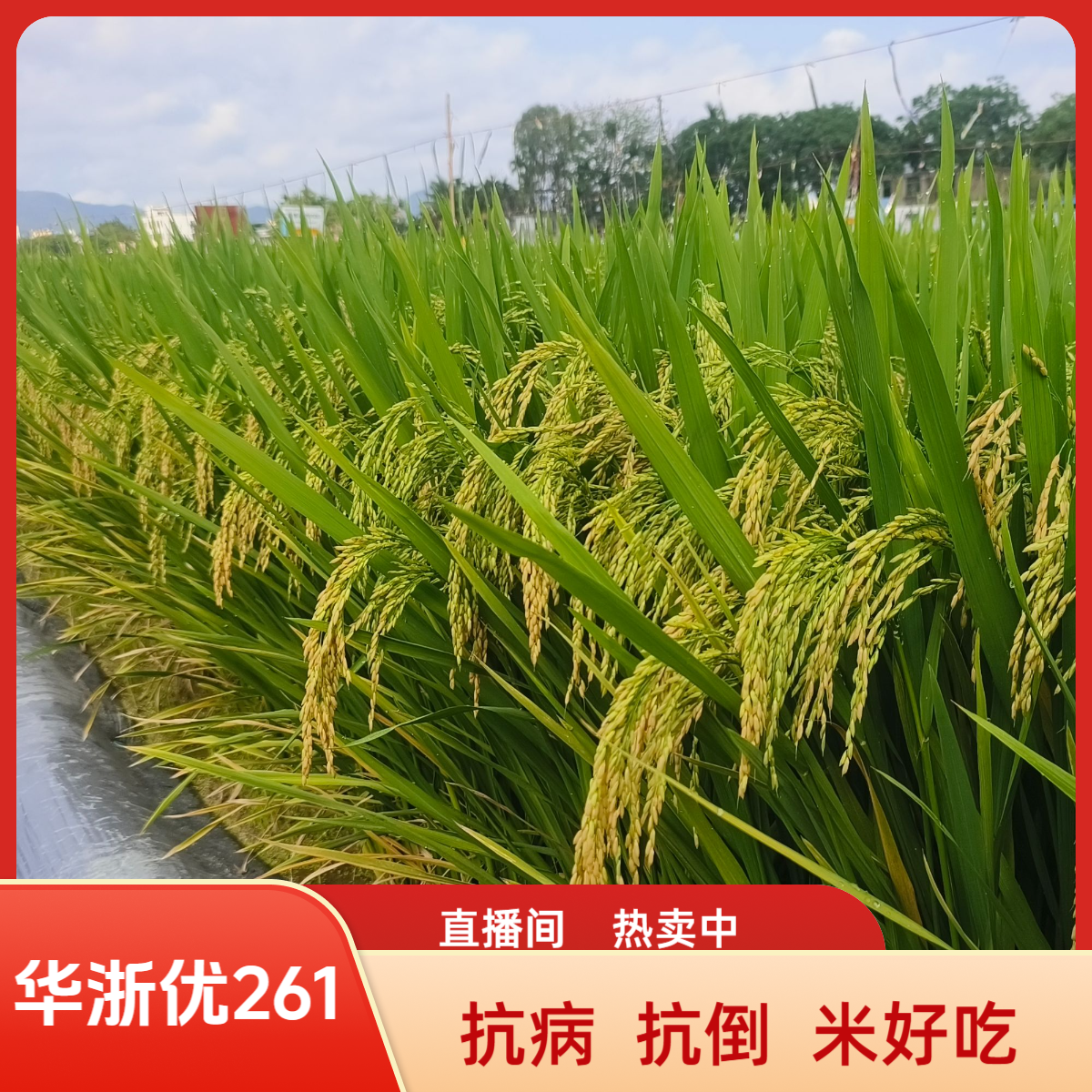 华浙优261高产杂交水稻种子大穗出米率高香米高产抗倒伏