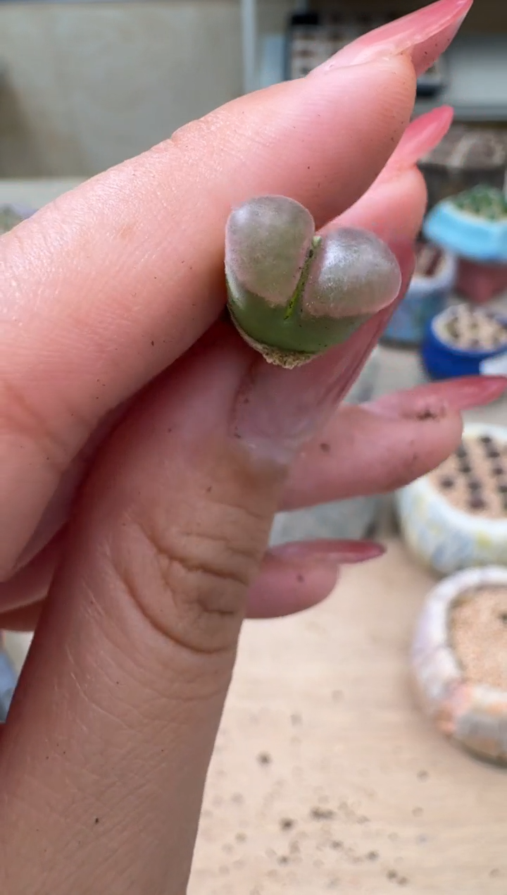 4-67多肉植物肉锥丘比特